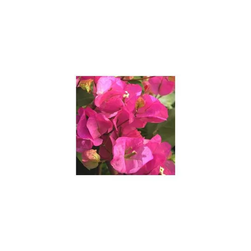Bougainvillée palissée - Le pot de 9 litres