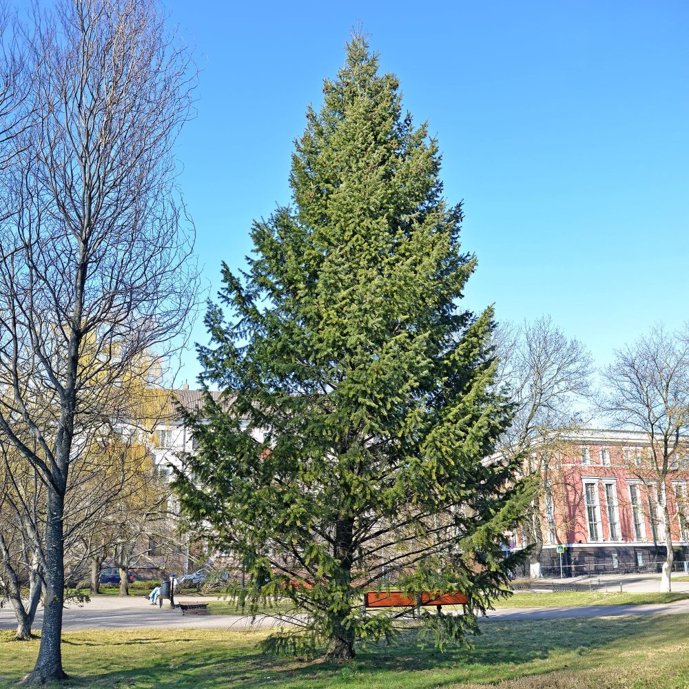 Sapin de Douglas Pseudotsuga menziesii