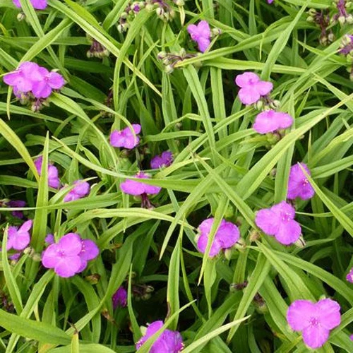 Ephémère de Virginie Rubra Tradescantia rubra