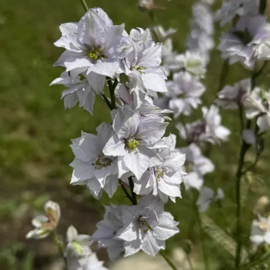 Delphinium of Ridderspoor Fancy Smokey Eyes | Bio en reproduceerbare zaden