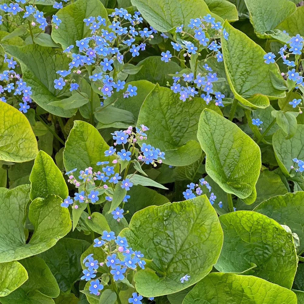 Myosotis du Caucase Brunnera macrophylla