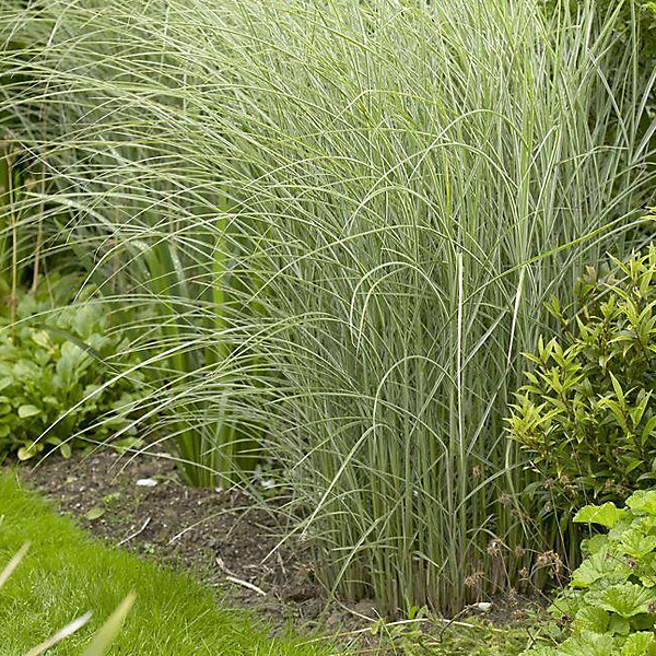 6 x Eulalie 'Morning Light' – Miscanthus sinensis 'Morning Light' | godet 9cm x 9cm
