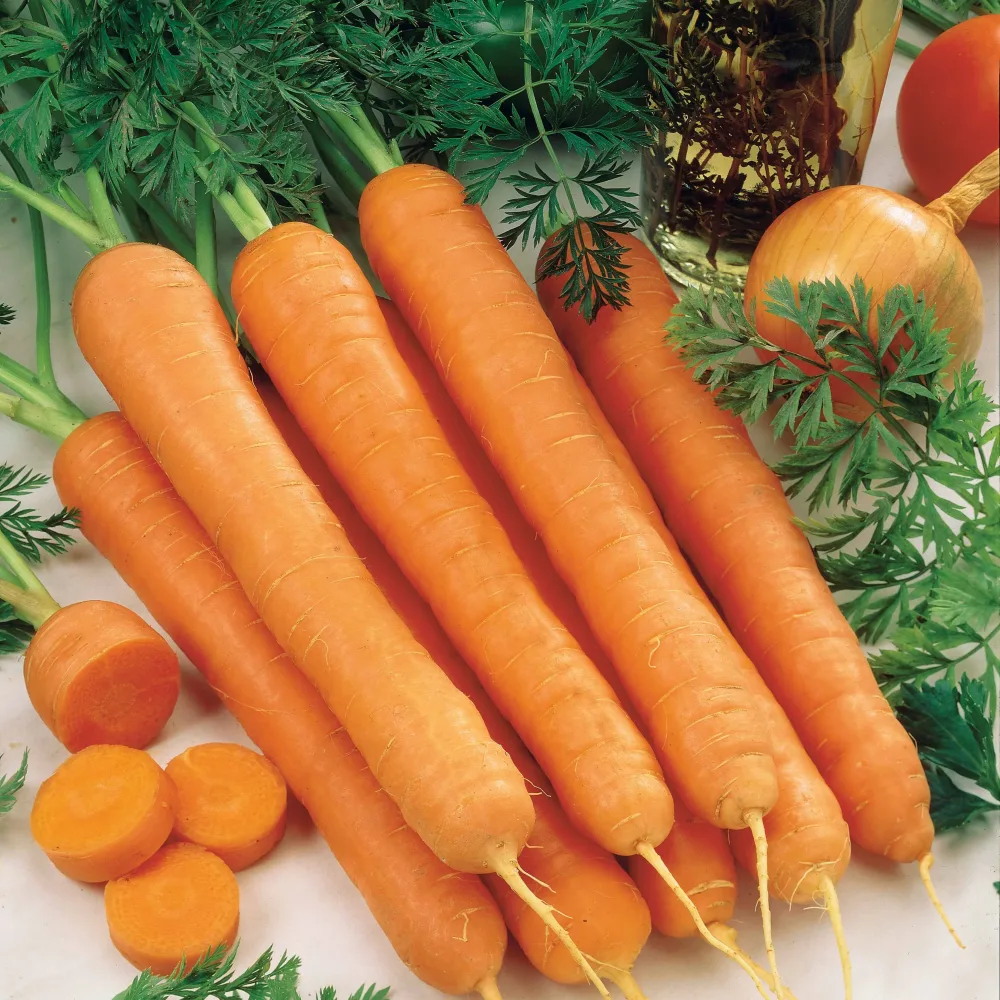 Carotte Sénior F1 Daucus carota senior f1 (obt. clause)