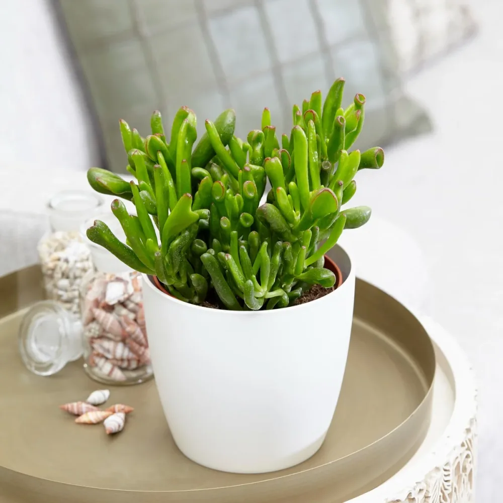 Crassula hobbit Crassula ovata hobbit