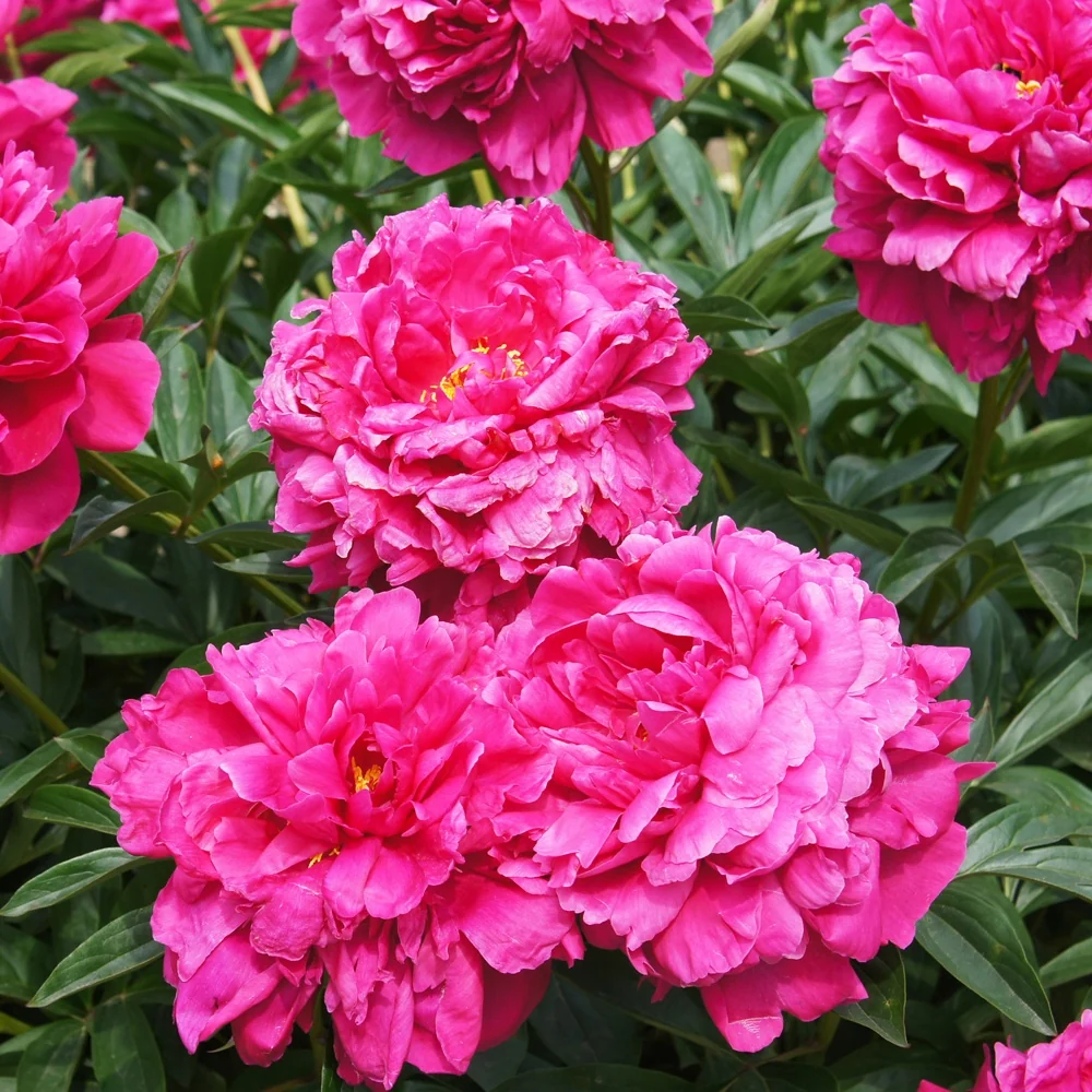 Pivoine Kansas Paeonia lactiflora 'kansas'