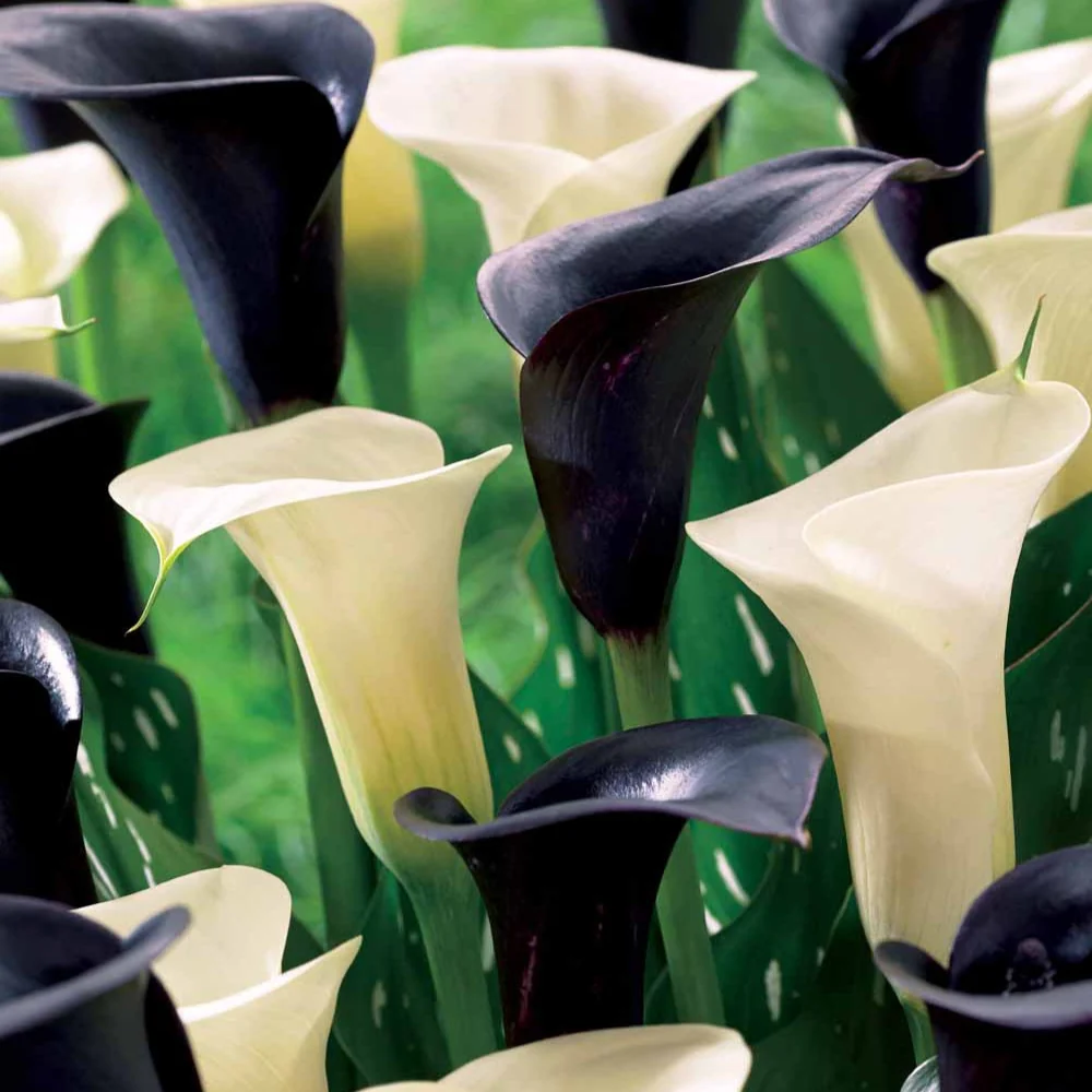 4 Callas blancs Snowstar et noirs Cantor en mélange Zantedeschia snowstar cantor