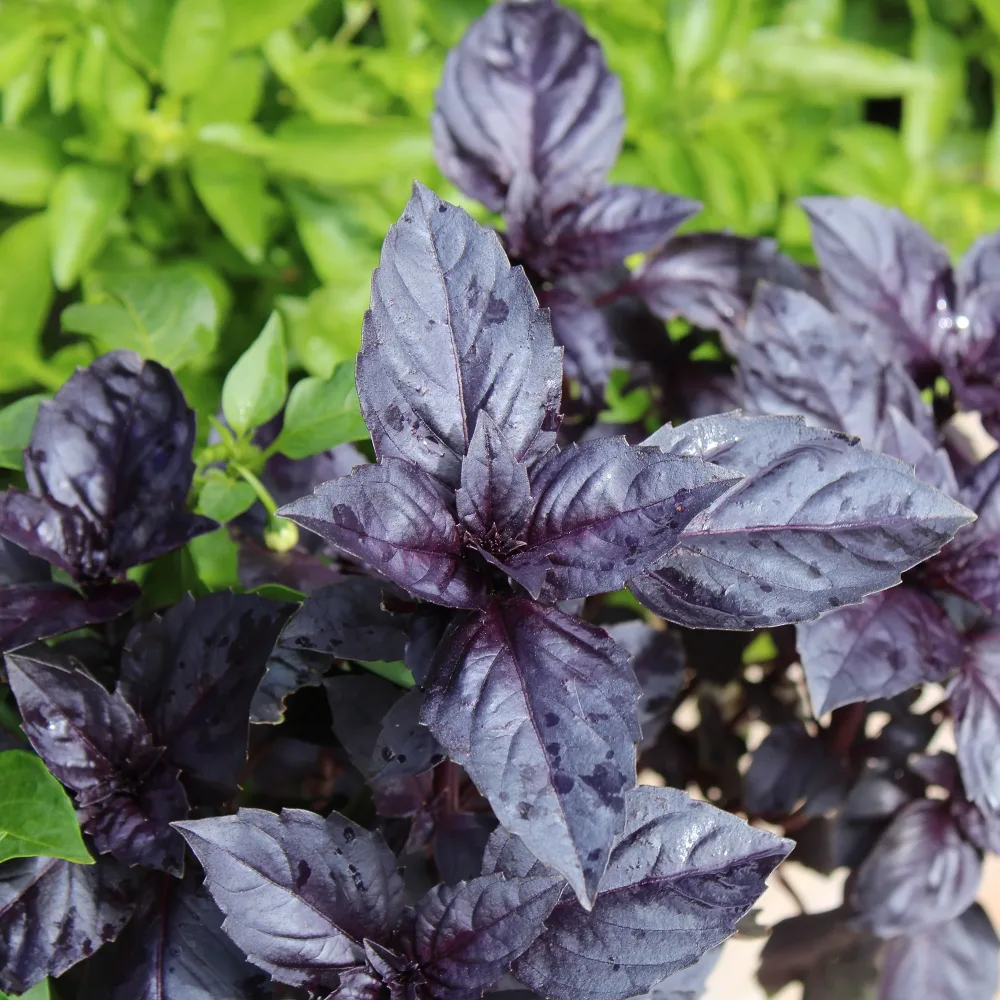 Basilic pourpre Dark Opal Bio Ocimum basilicum dark opal