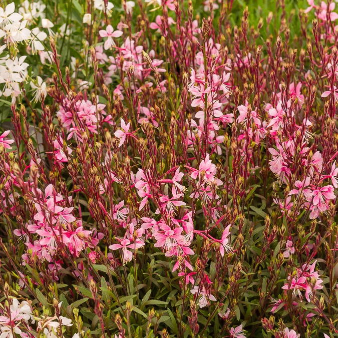 Gaura Cherry Brandy Gaura lindheimeri Cherry Brandy