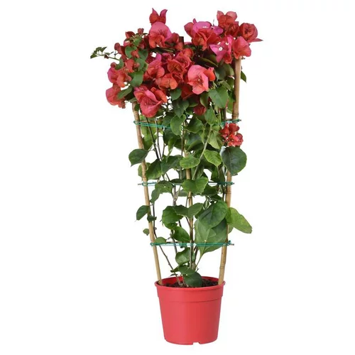 Bougainvillée Tippi - Le pot de 3 litres