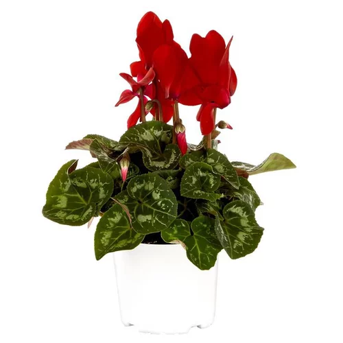 Mini cyclamen rouge - Le pot de diamètre 10,5 cm