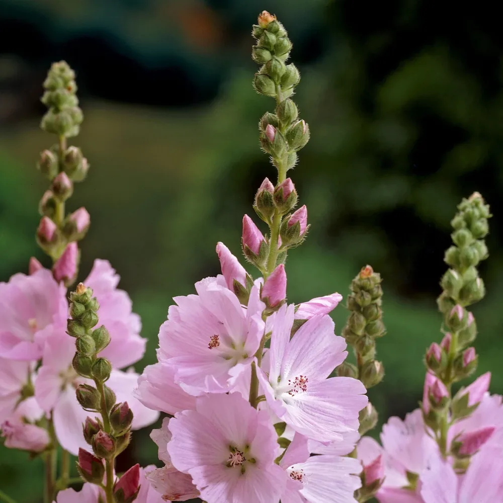 Sidalcea malviflora Elsie Heugh Sidalcea Elsie Heugh
