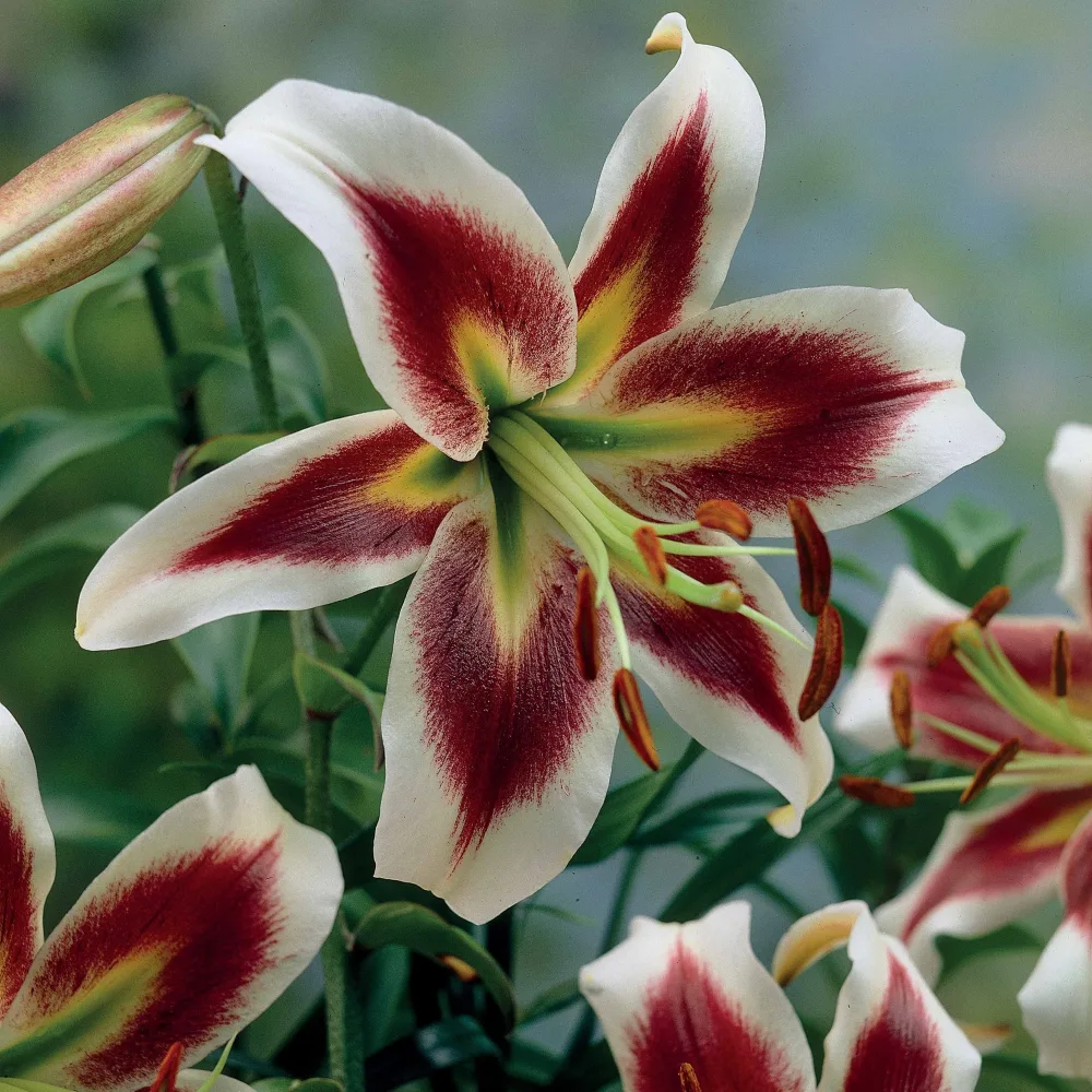 3 Lis Beverly Dreams Lilium beverly dreams