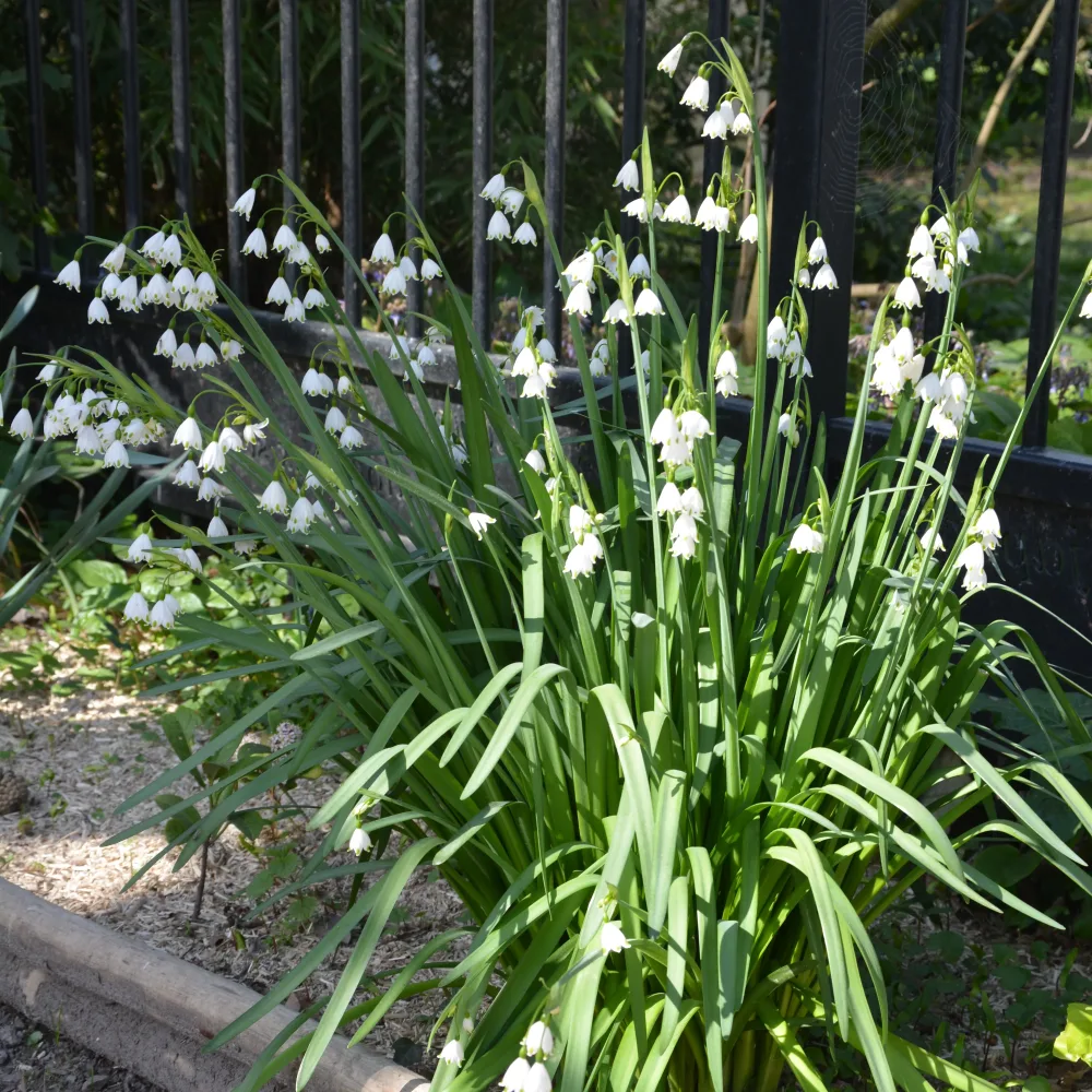8 Nivéoles d'été Leucojum aestivum