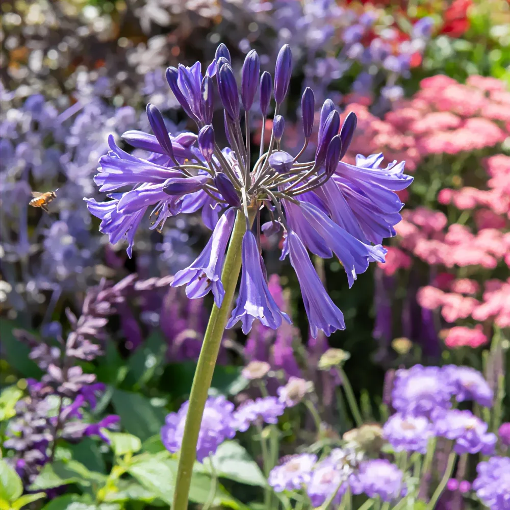 Agapanthe praecox Black Pantha Agapanthus Black Pantha