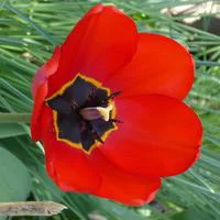 Tulipe - Le pot de 10,5 cm