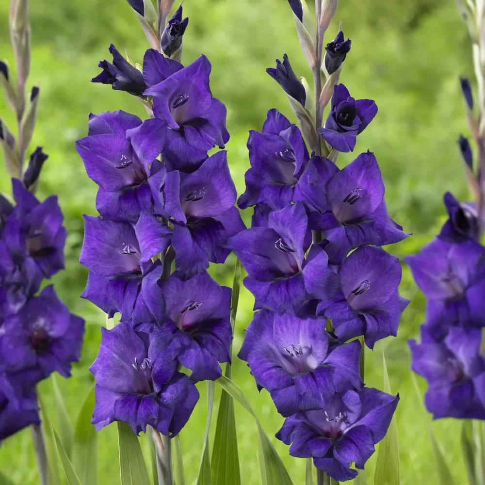 Glaïeul Purple Flora Gladiolus Purple Flora