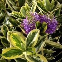 Véronique panachée - Le pot de 2.5 litres