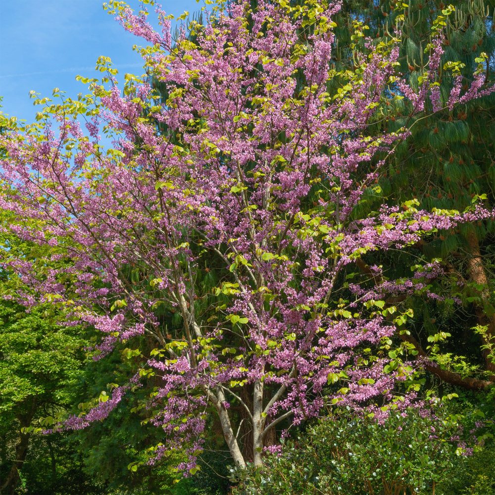 Gainier du Canada Cercis canadensis