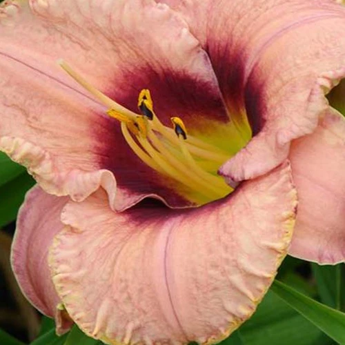 Hémérocalle Daring Dilemma Hemerocallis daring dilemma