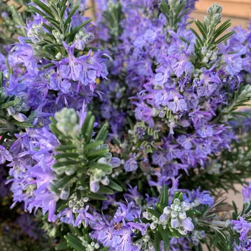 Romarin (Rosmarinus Officinalis) Repens touffe. Le pot de 3 litres