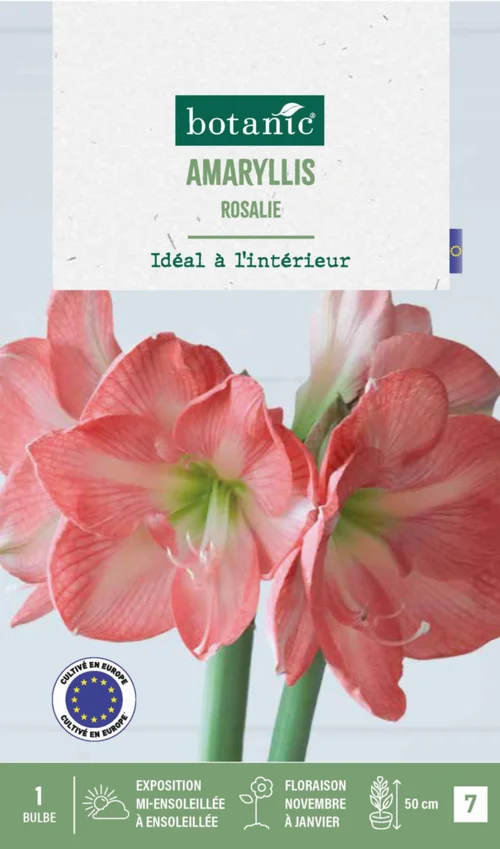 Amaryllis intérieur Rosalie botanic® - 1 bulbe