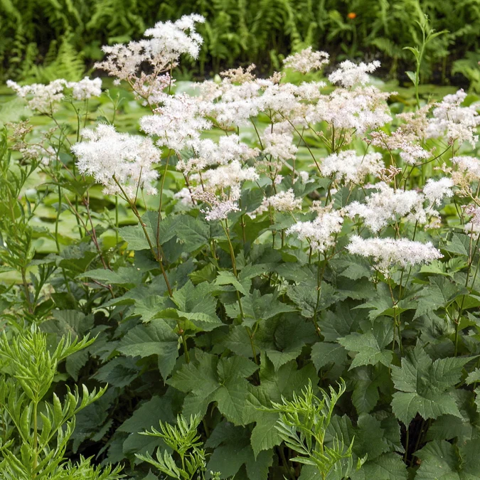 Reine des prés Filipendula ulmaria