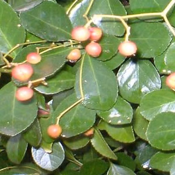 2 x Fusain persistant 'Radicans' | Euonymus fortunei radicans – 20 – 30 cm pot