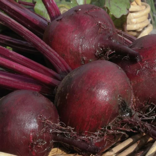Betterave Rouge Bolivar Bio. La barquette de 6 plants