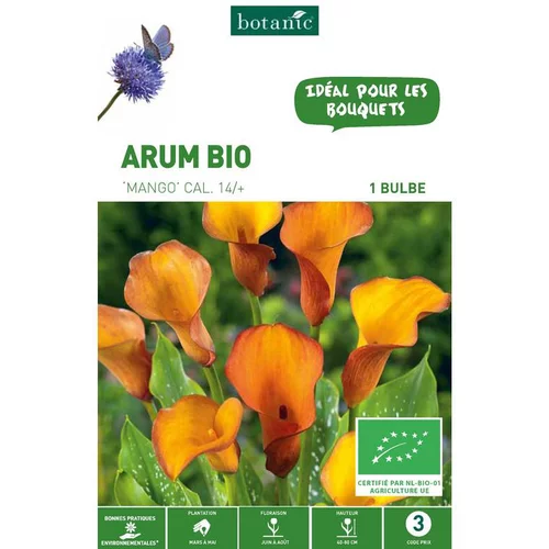 Arum Mango bio orange botanic® - 1 bulbe