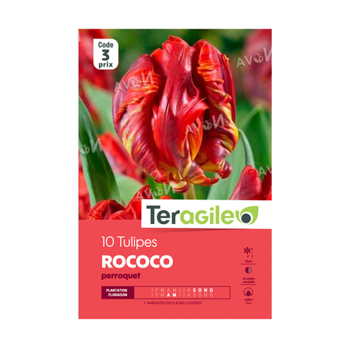 BULBES DE TULIPES 'ROCOCO' PERROQUET - TERAGILE® - X10