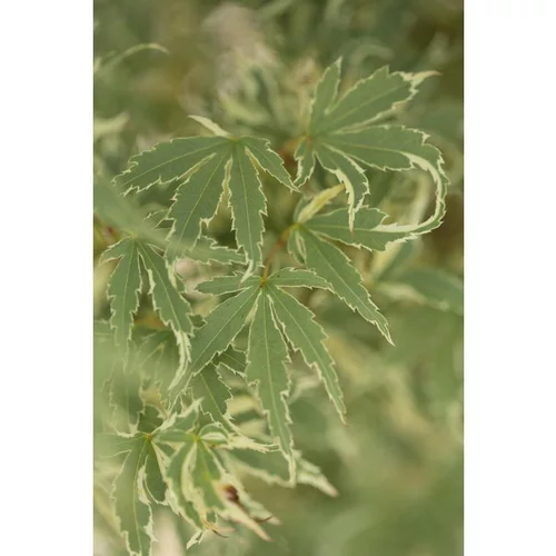 Erable du Japon (ACER PALMATUM BUTTERFLY ) Le pot de 3 litres