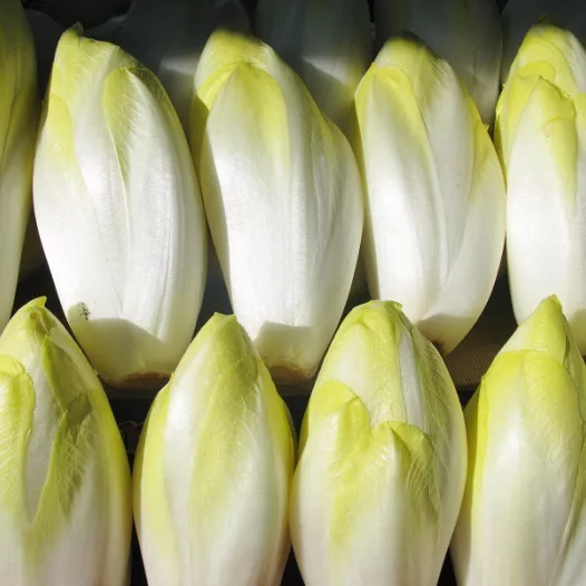 Bio zaden van Brusselse chicorei