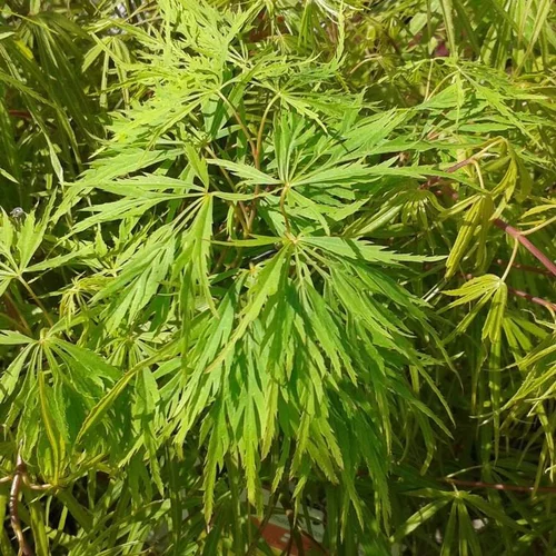 Érable du Japon Dissectum Viridis vert. Le pot de 110 litres, forme tige
