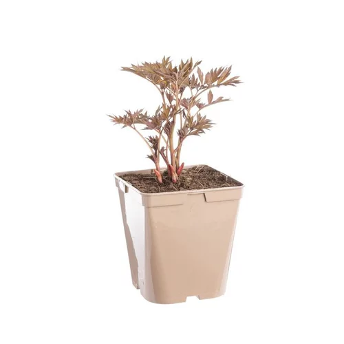 Pivoine Hillary - Le pot de 5 litres