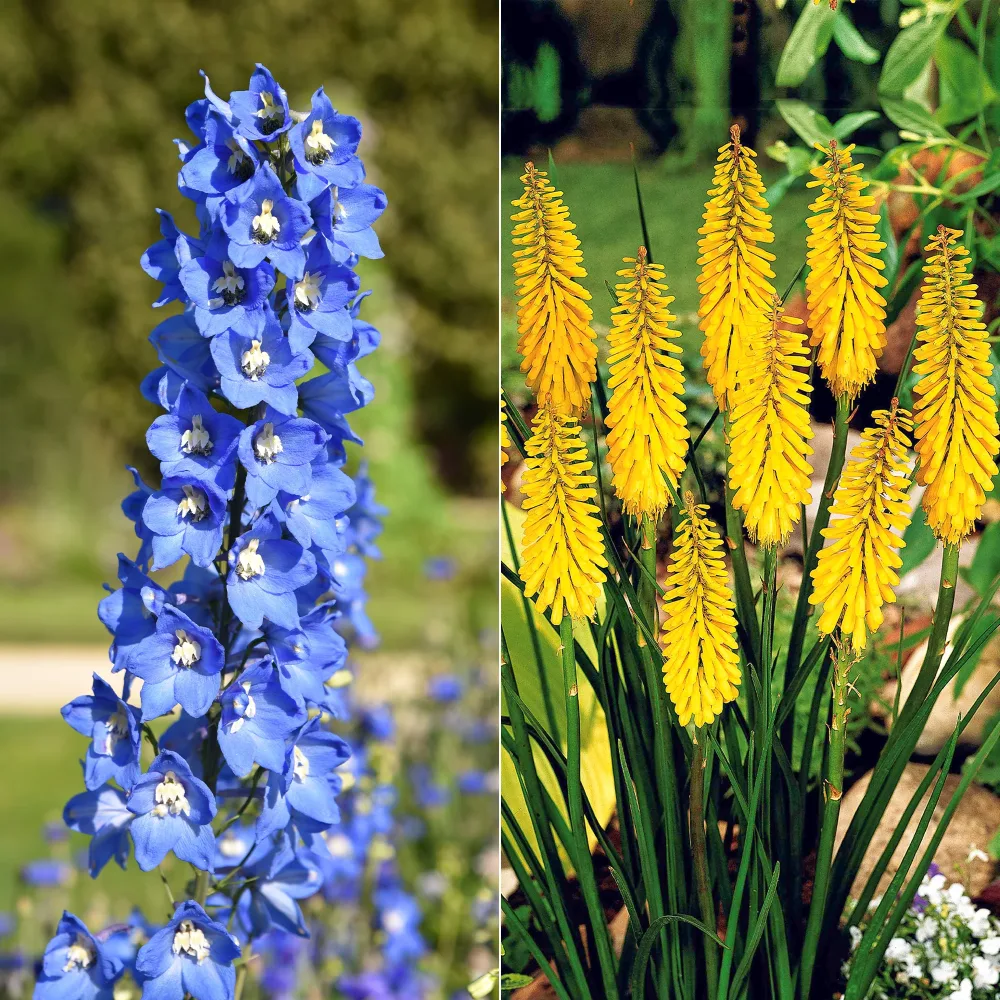 Collection de 8 delphiniums et tritomas Delphinium Sky Blue, Kniphofia Sunningdale Gold