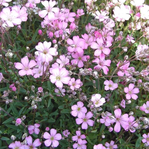 Gypsophile voile de Mariée - Le pot de 1 litre