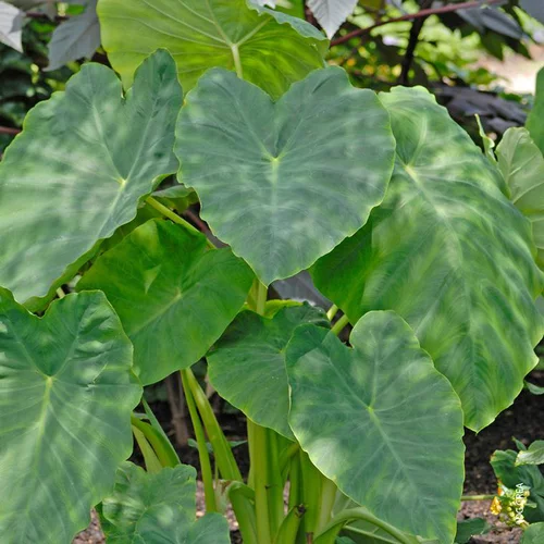 Colocasia - Le pot de 10 litres