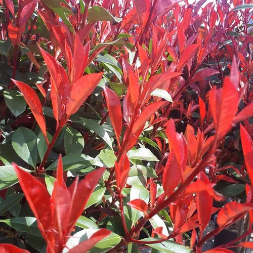 Photinia Carré Rouge. Le pot de 10 litres