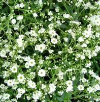 Gypsophile voile de mariée. Le pot de 12 cm