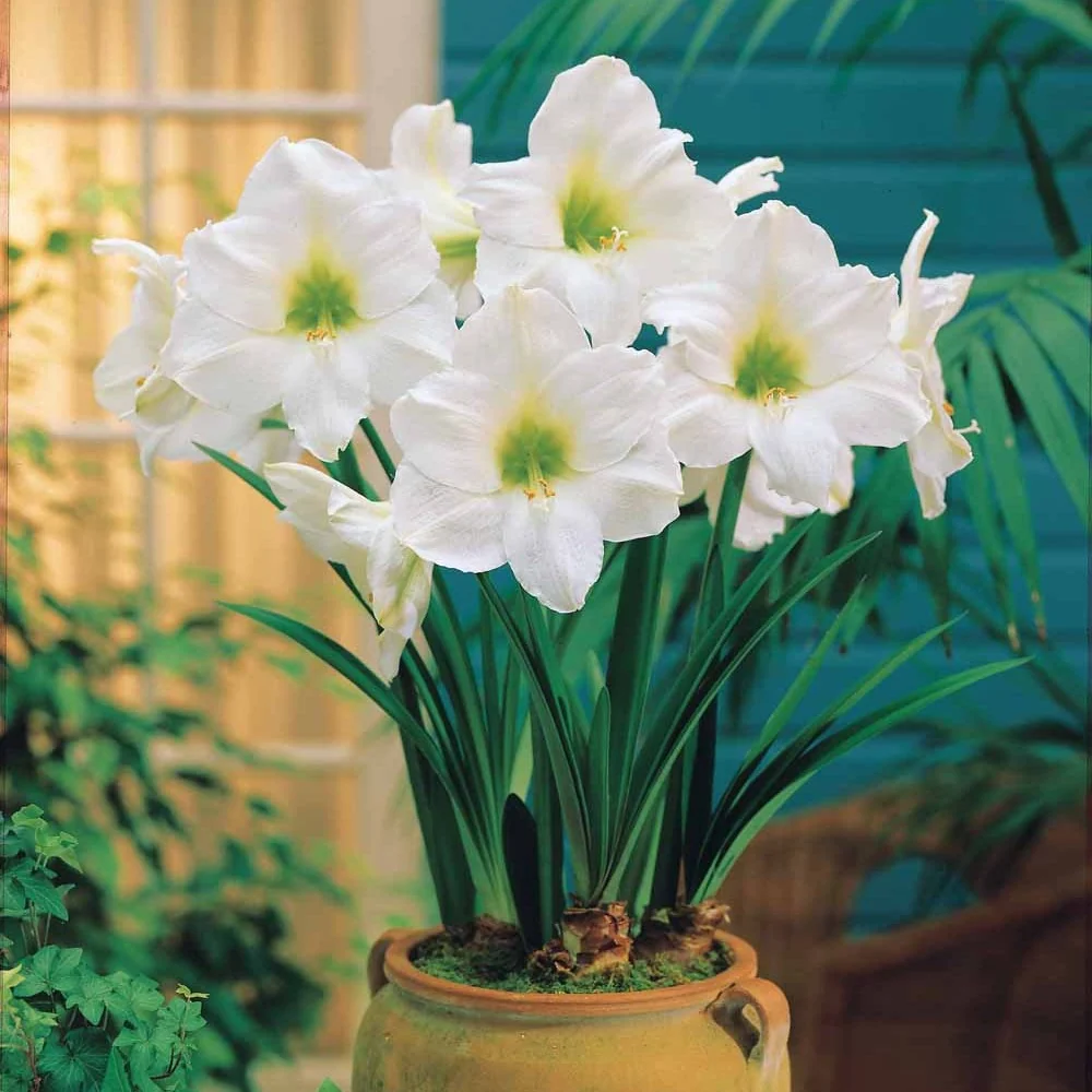 Amaryllis blanc Amaryllis white christmas