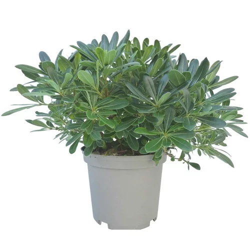 Pittosporum Tobira en pot de 5 litres