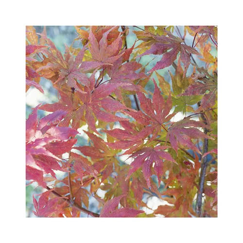 Erable du Japon (ACER PALMATUM RETICULATUM RED ) Le pot de 15 litres