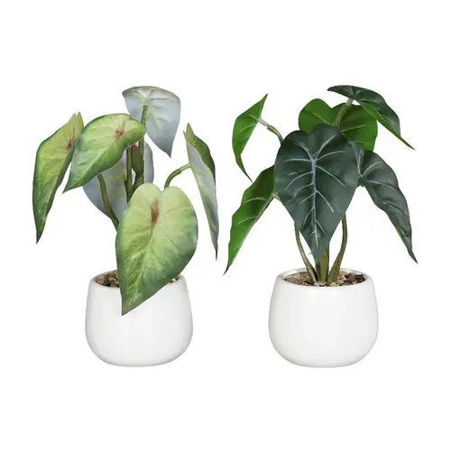 Syngonium en pot coloris vert - 22 cm