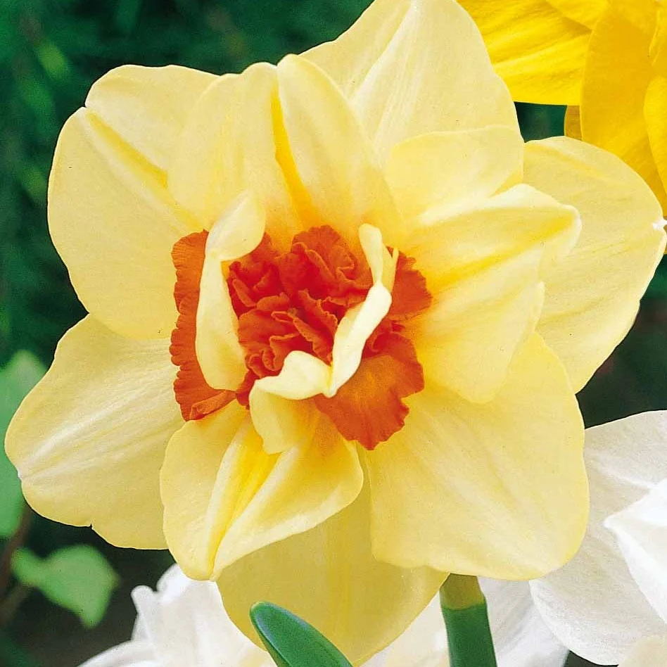 10 Narcisses à fleurs doubles Flower parade Narcissus flower parade
