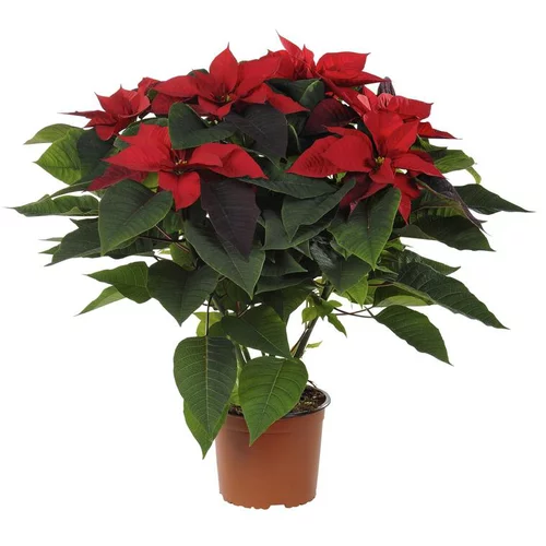 Poinsettia paillette rouge en pot Ø 17 cm