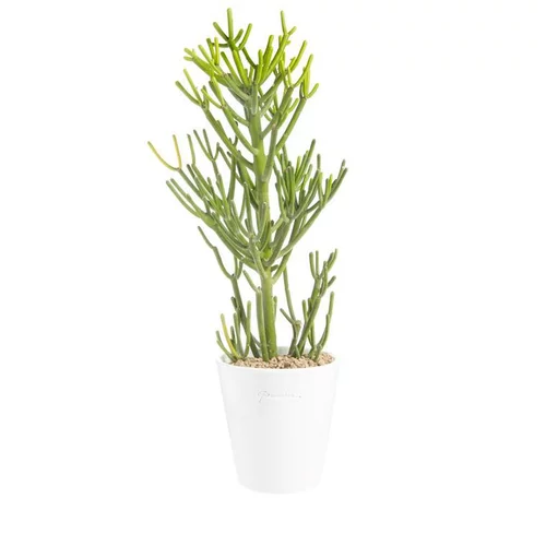 Euphorbia tirucalli en pot blanc émaillé H 20 x Ø 15 cm.