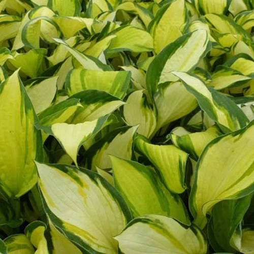 Hosta Color Festival Hosta hybride color festival