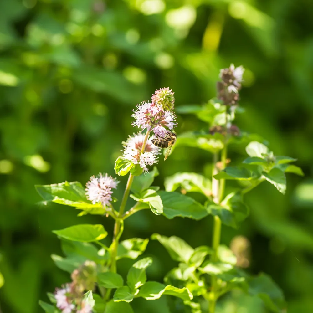 Menthe aquatique Mentha aquatica