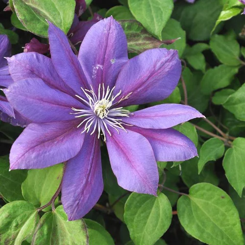 CLEMATITE FLAMENCO DANCER ®. Le pot de 4 litres
