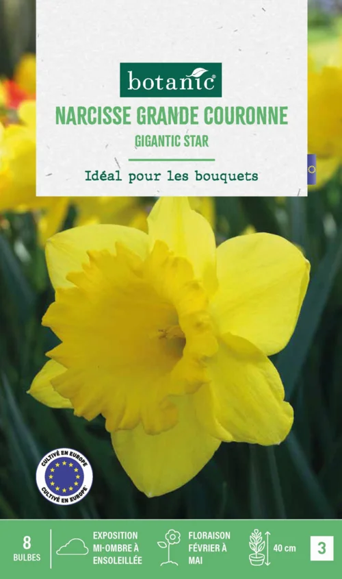 Narcisse gigantic star botanic® - 8 bulbes